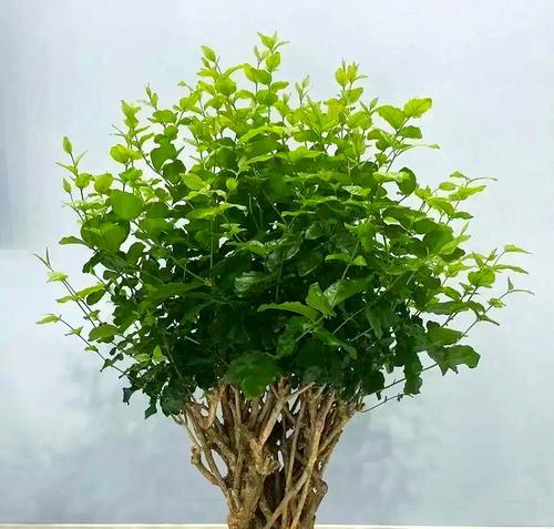 浇花时哪种水最为理想？