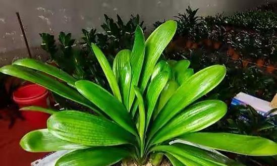 浇花时哪种水最为理想？