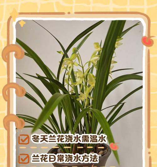 兰花冬天怎么过冬？有哪些保暖措施？