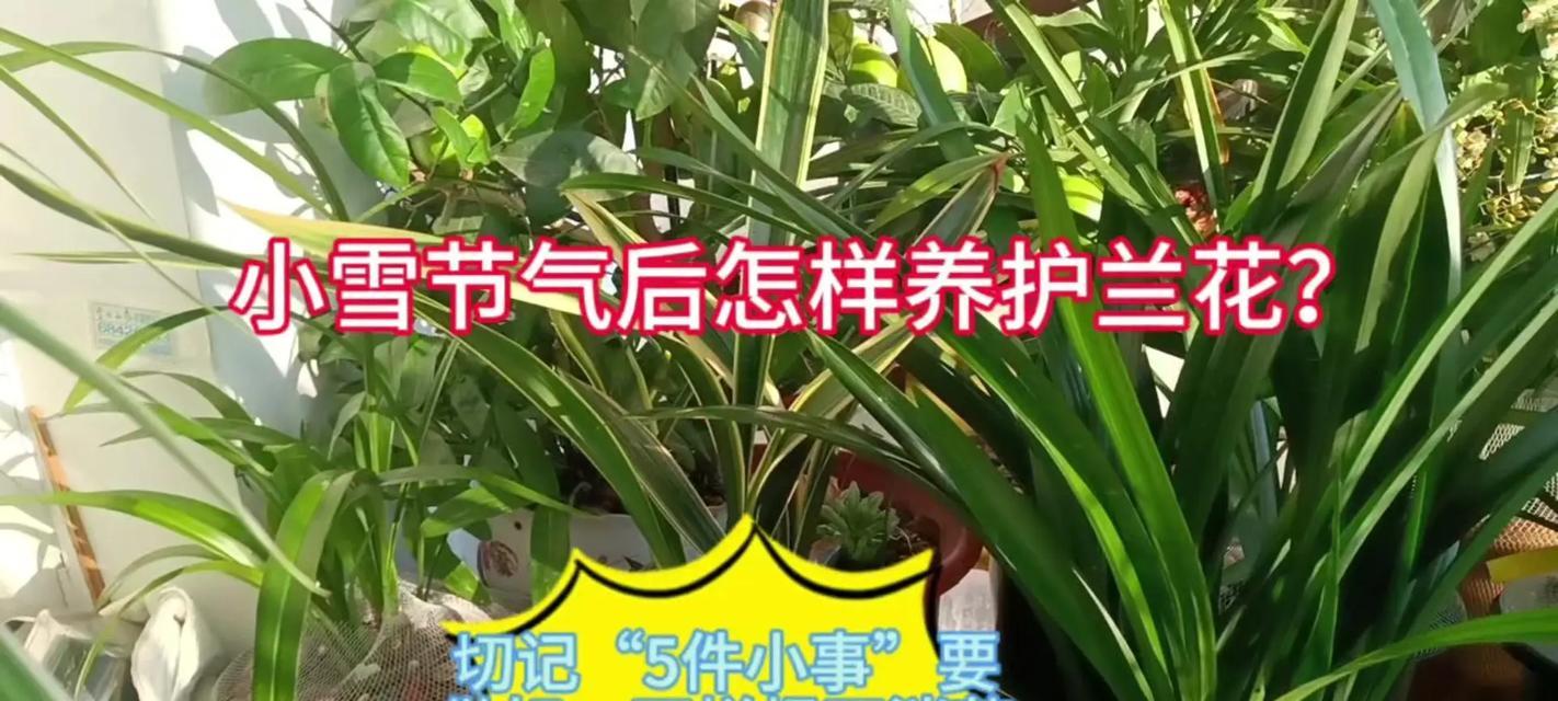 兰花冬天怎么过冬？有哪些保暖措施？