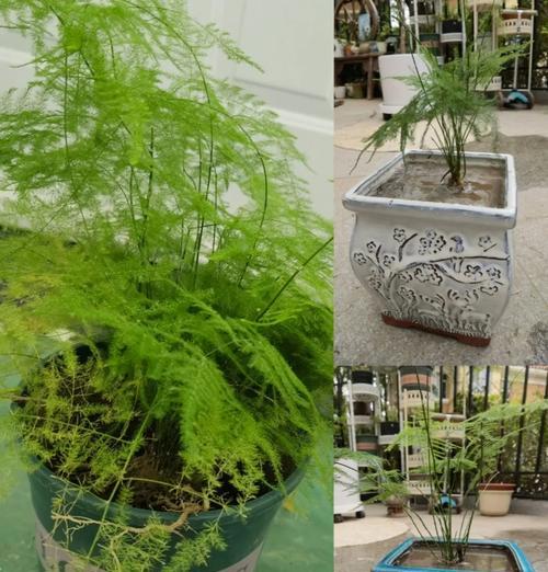 文竹种植的最佳时机：何时种植最合适？