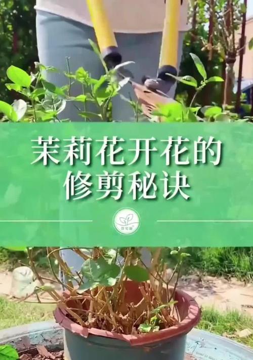 茉莉花什么时候修剪？如何正确修剪茉莉花？
