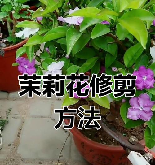 茉莉花什么时候修剪？如何正确修剪茉莉花？
