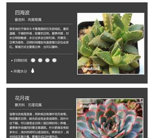 花月夜有哪些品种？各自的特性是什么？