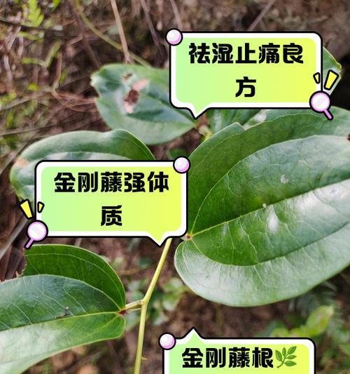 金刚藤植物的特征和用途是什么？