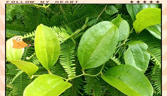 金刚藤植物的特征和用途是什么？