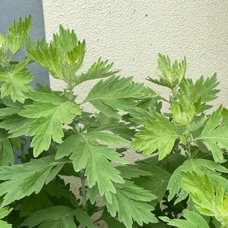 艾草的花有哪些特征？