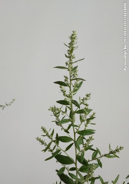艾草的花有哪些特征？