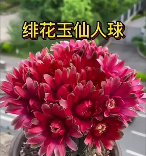 绯花玉仙人球养护技巧是什么？如何养好？