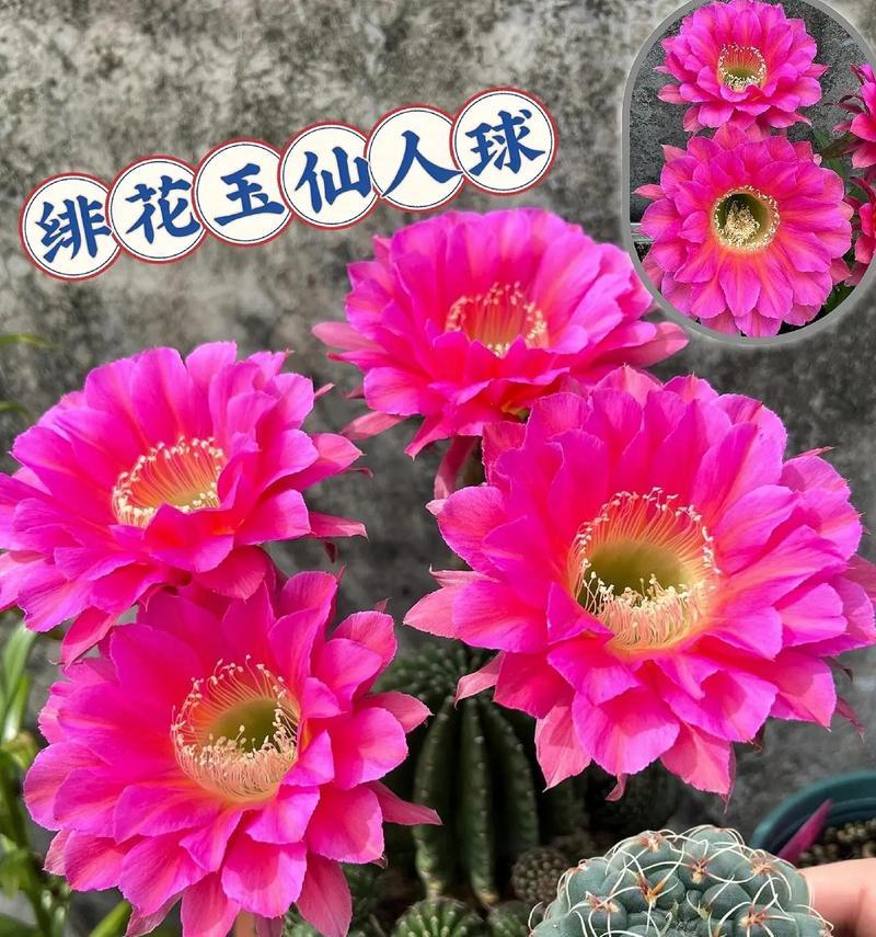 绯花玉仙人球养护技巧是什么？如何养好？