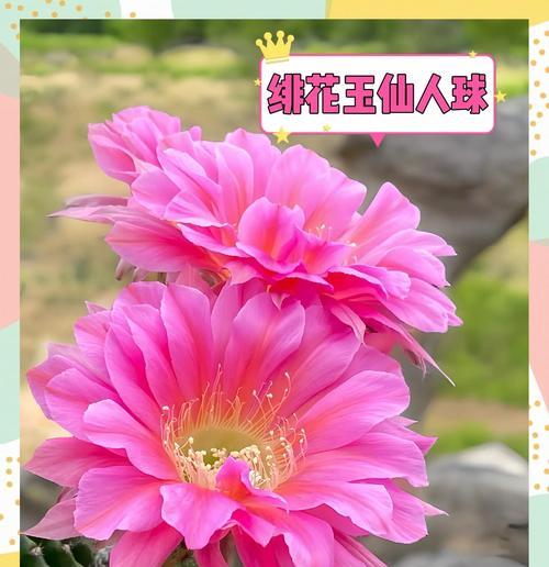 绯花玉仙人球养护技巧是什么？如何养好？