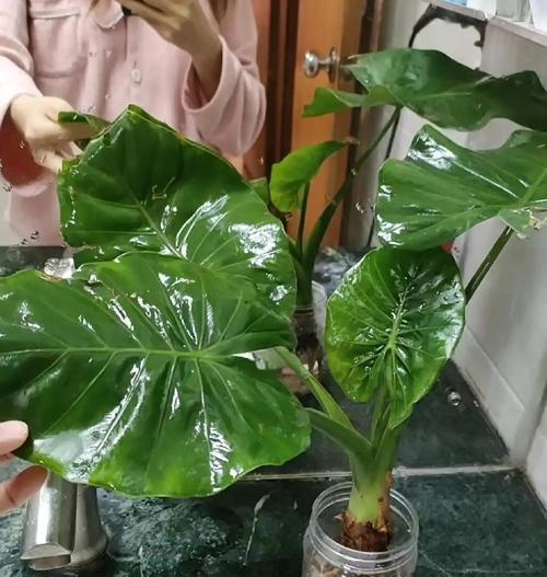 滴水观音的养护方法是什么？如何确保滴水观音生长健康？