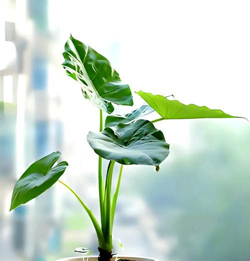 滴水观音的养护方法是什么？如何确保滴水观音生长健康？