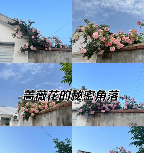 蔷薇攀爬的技巧有哪些？