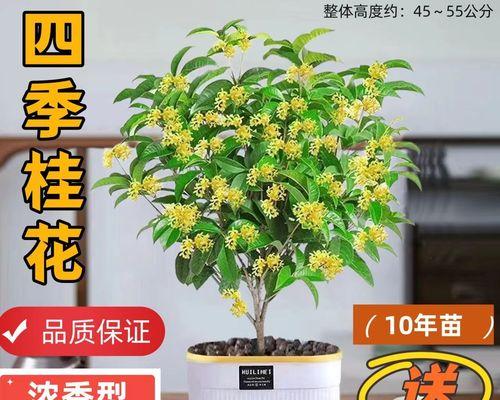 盆栽月桂怎么养？月桂盆栽的养护技巧有哪些？