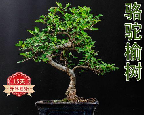榆树盆景设计的步骤有哪些？怎样从小培养出理想形态？