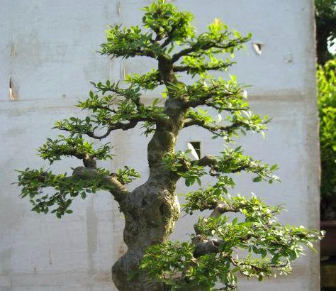 榆树盆景设计的步骤有哪些？怎样从小培养出理想形态？