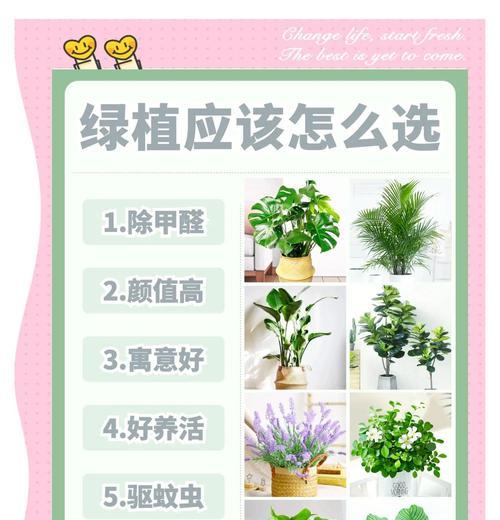 绿萝生虫怎么办？如何有效处理？