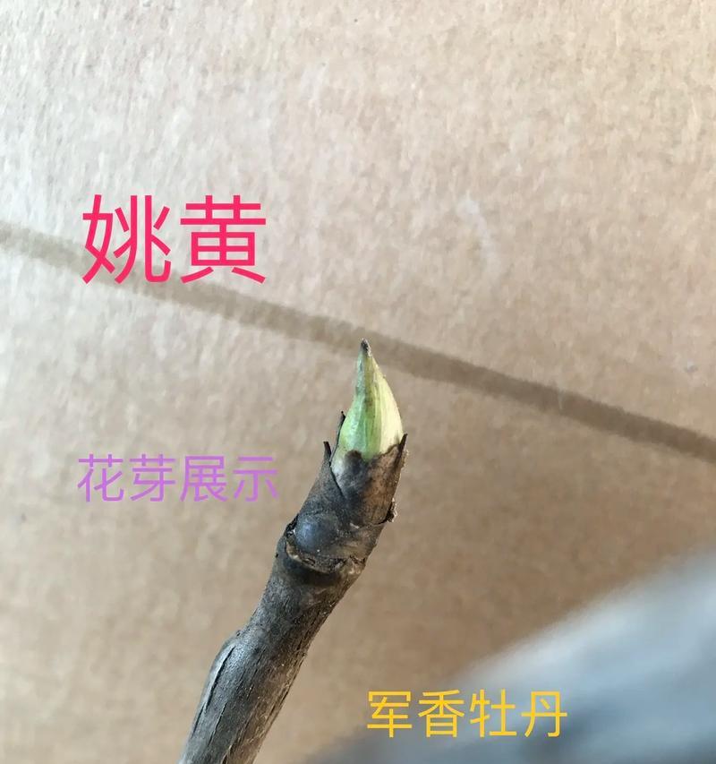 牡丹花叶子的特征是什么？如何区分牡丹花叶子的健康状态？