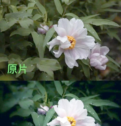牡丹花叶子的特征是什么？如何区分牡丹花叶子的健康状态？