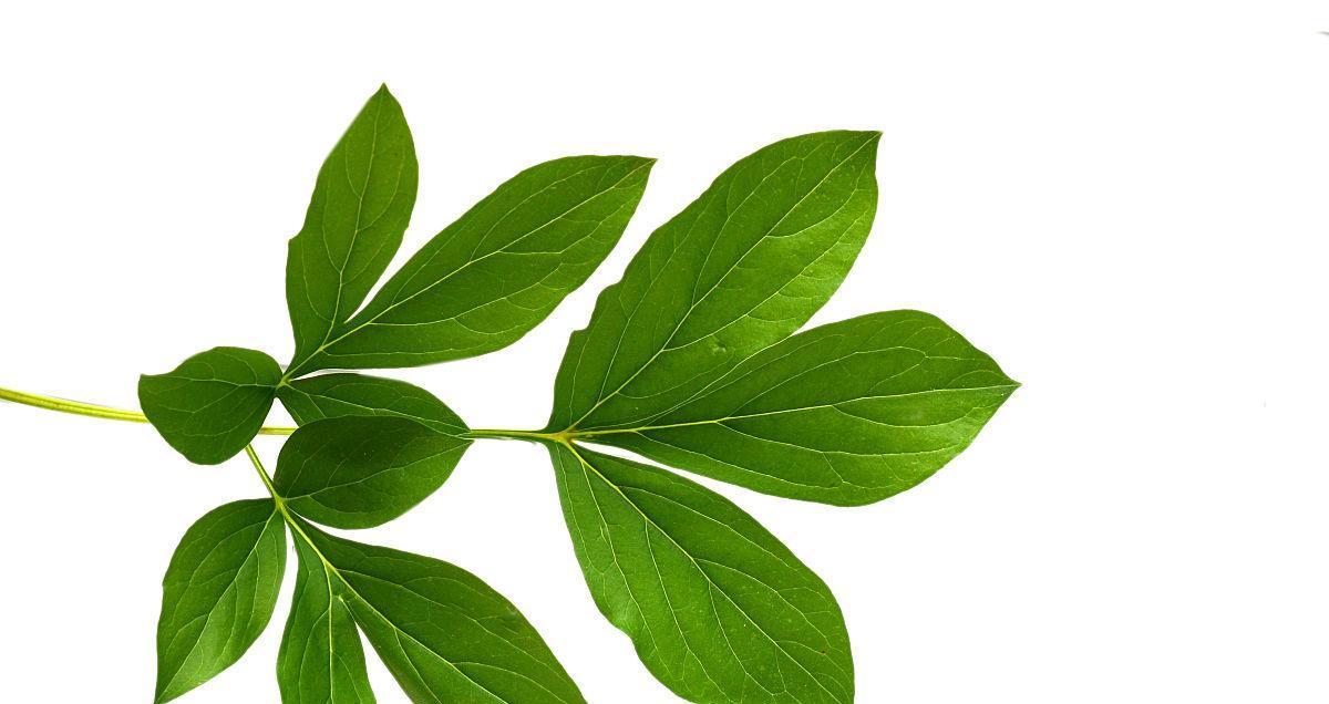 牡丹花叶子的特征是什么？如何区分牡丹花叶子的健康状态？