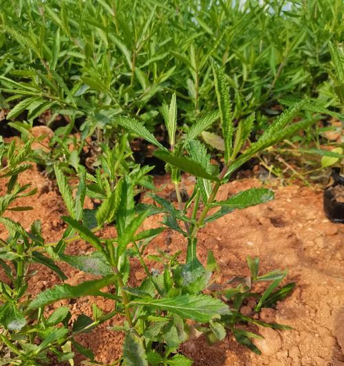马鞭草种植的秘诀是什么？