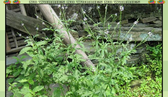 马鞭草种植的秘诀是什么？