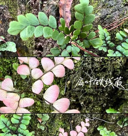 蕨类植物有哪些种类？如何在家中种植蕨类植物？
