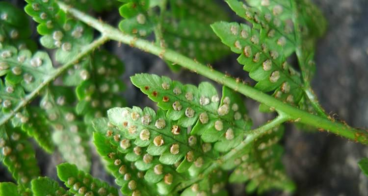 蕨类植物有哪些种类？如何在家中种植蕨类植物？