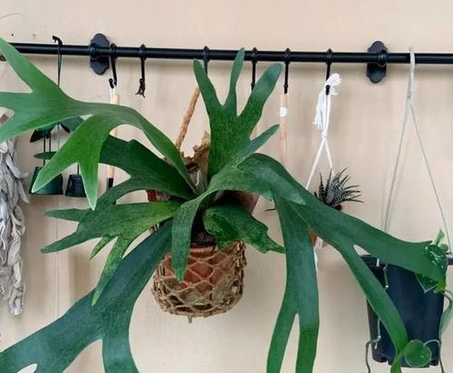 蕨类植物有哪些种类？如何在家中种植蕨类植物？