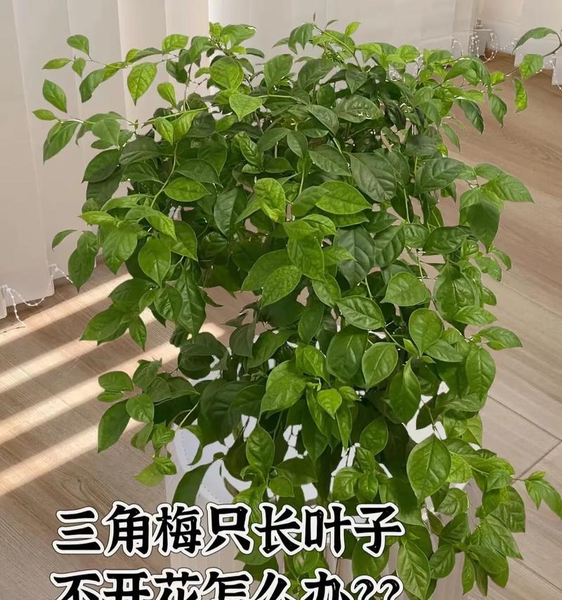 为什么有些花不开花？不开花的原因及解决方法？