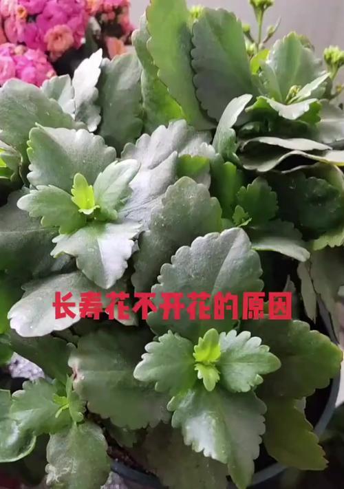 为什么有些花不开花？不开花的原因及解决方法？