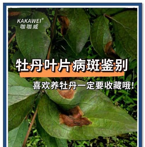 牡丹叶子干枯的原因及预防措施？