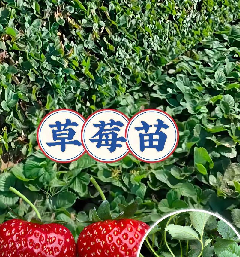 草莓盆栽的种植时间是什么时候？