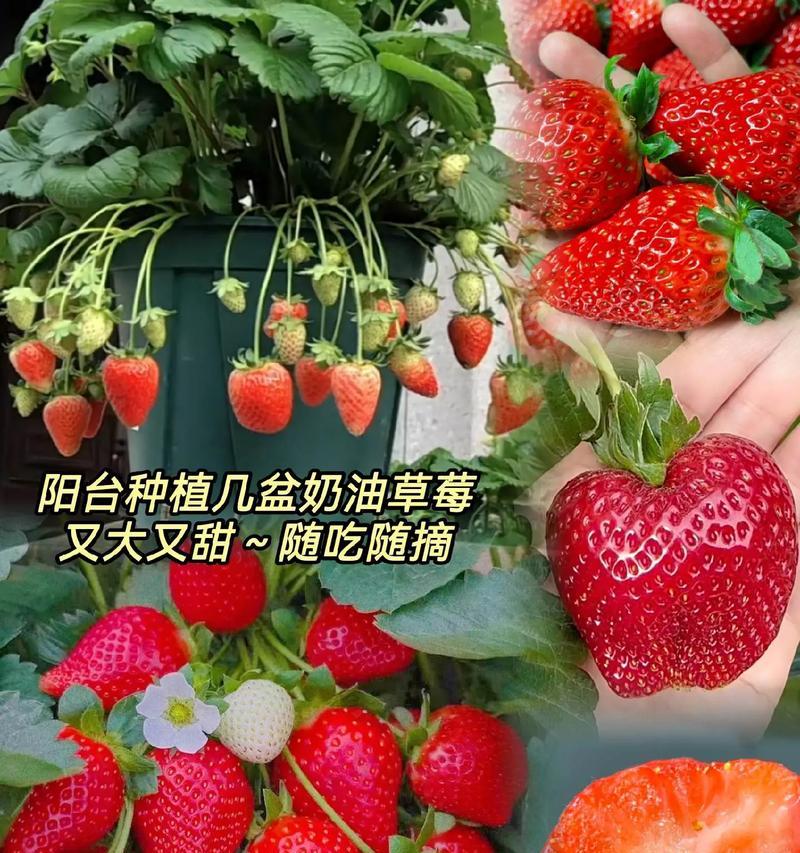 草莓盆栽的种植时间是什么时候？