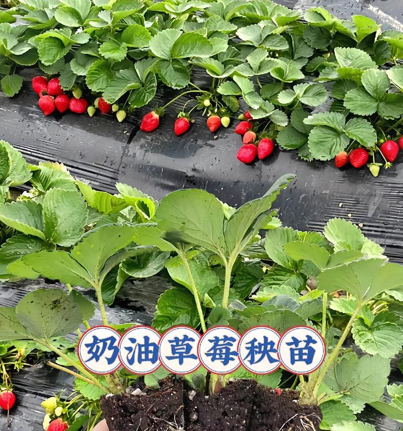 草莓盆栽的种植时间是什么时候？