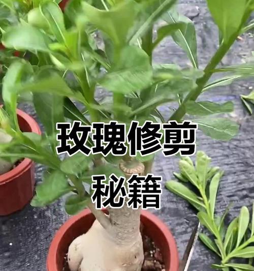 沙漠玫瑰修剪的正确步骤是什么？