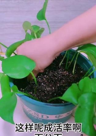 绿萝的栽植步骤是什么？怎样保证成活率？