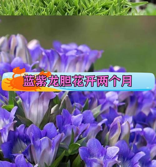 龙胆怎么养？龙胆花的养殖方法和注意事项！