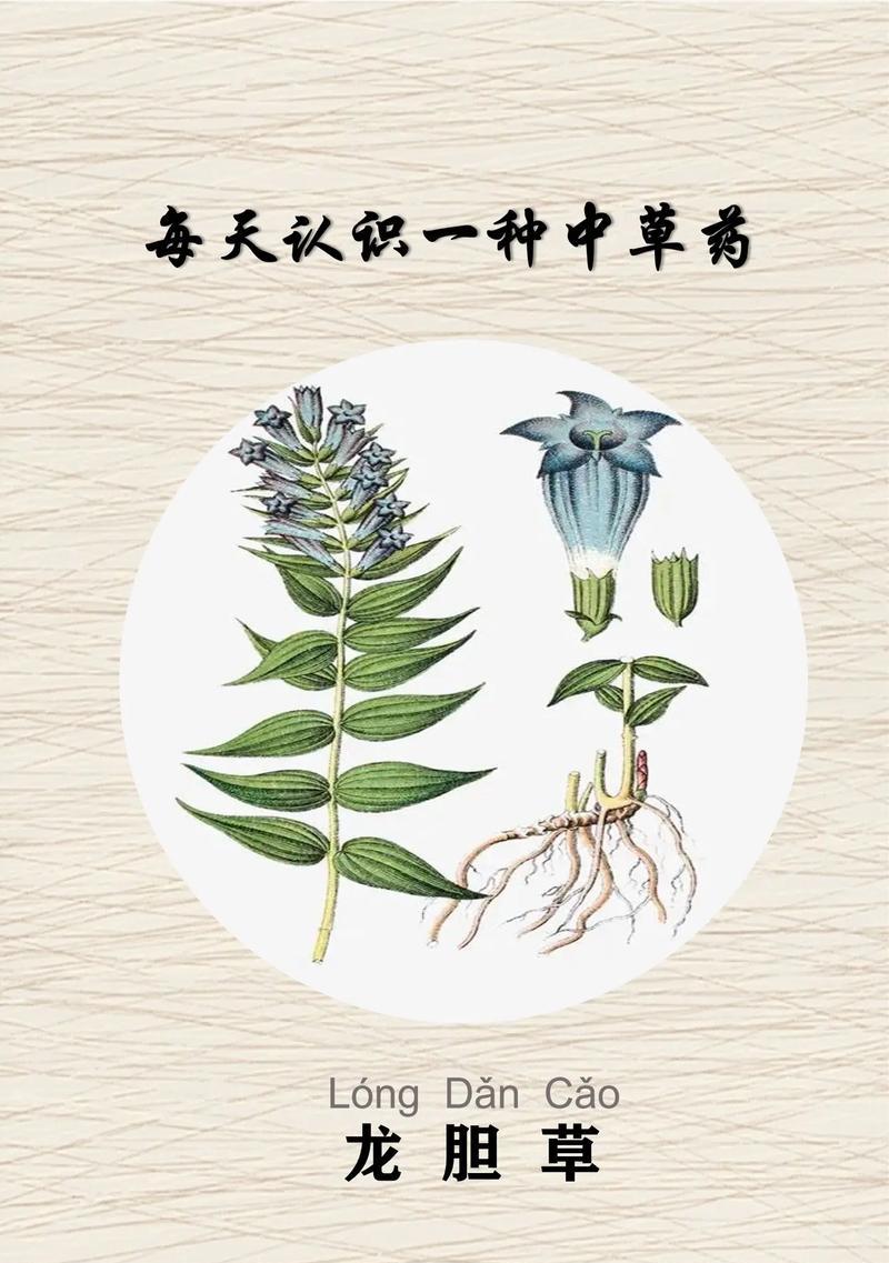 龙胆怎么养？龙胆花的养殖方法和注意事项！