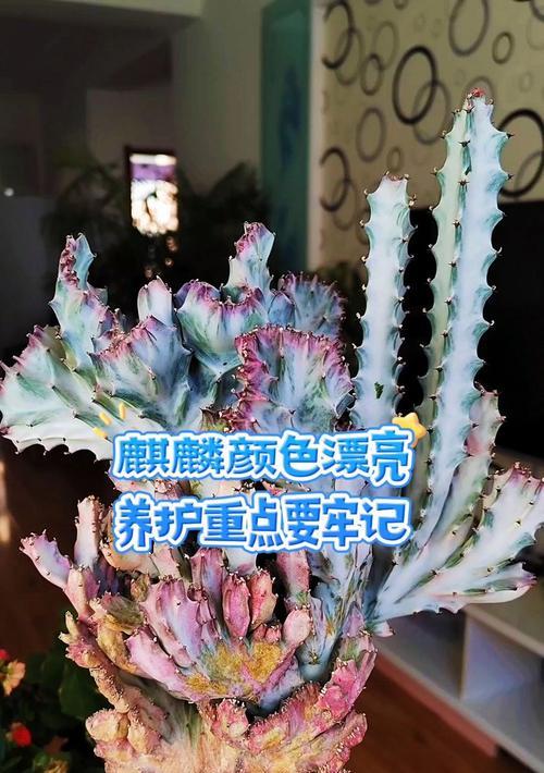 麒麟花有哪些好处？如何正确养护？