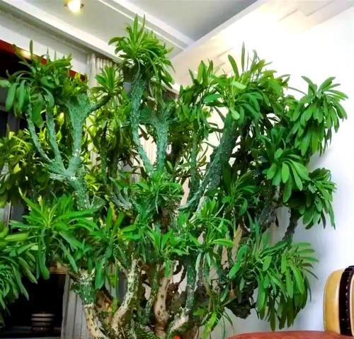 麒麟花有哪些好处？如何正确养护？