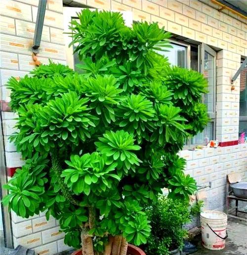 麒麟花有哪些好处？如何正确养护？