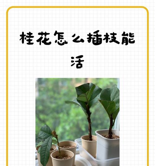 桂花的浇水技巧是什么？如何根据季节调整桂花的浇水频率？