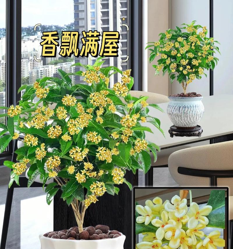 桂花的浇水技巧是什么？如何根据季节调整桂花的浇水频率？