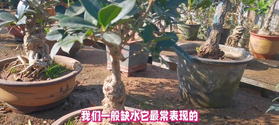 桂花的浇水技巧是什么？如何根据季节调整桂花的浇水频率？