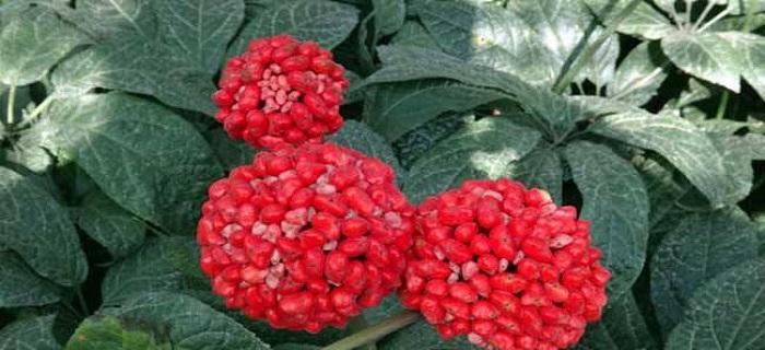 野田七苗会开出什么样的花？