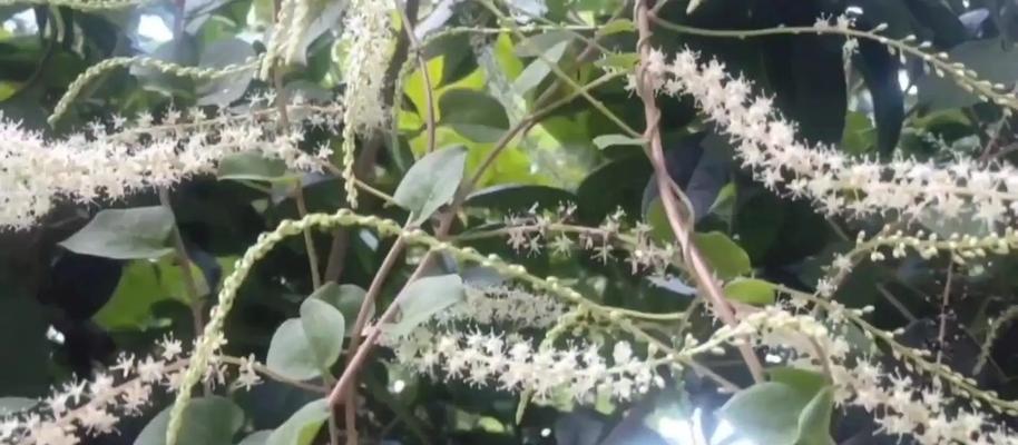 野田七苗会开出什么样的花？