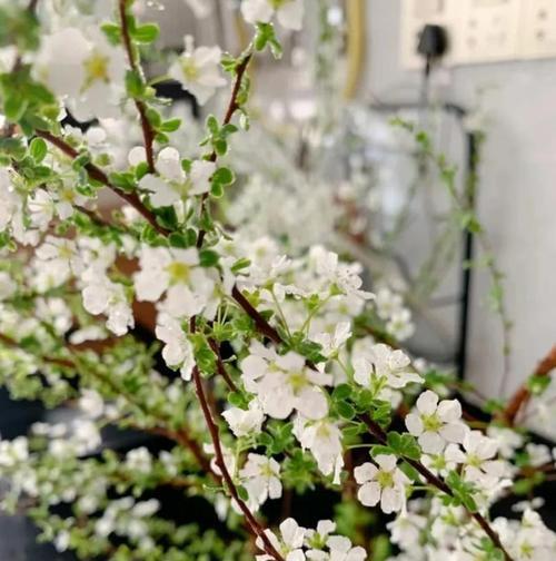 干枝花的养护方法和常见问题是什么？