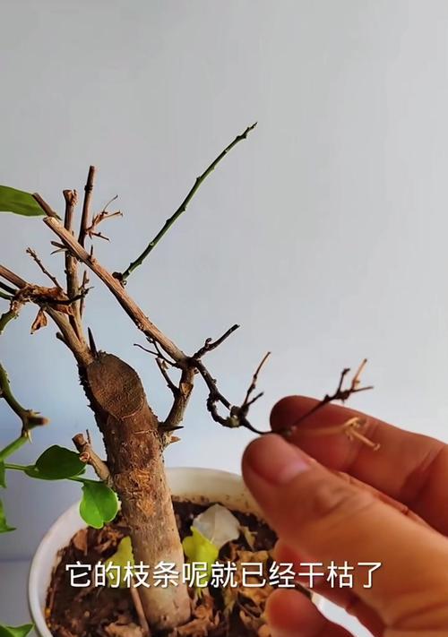 干枝花的养护方法和常见问题是什么？